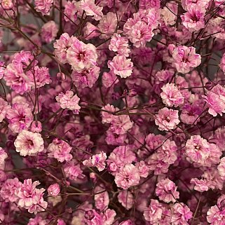 Букет из 11 веточек розовой гипсофилы