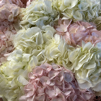 Букет из 15 розовых и белых гортензий