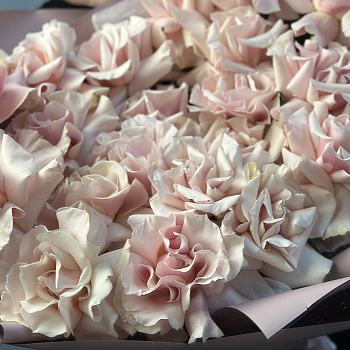 Букет из 25 французских роз Pink Mondial